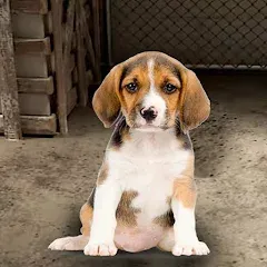 Скачать взлом My Pet Animal Shelter World  [МОД Много монет] - стабильная версия apk на Андроид